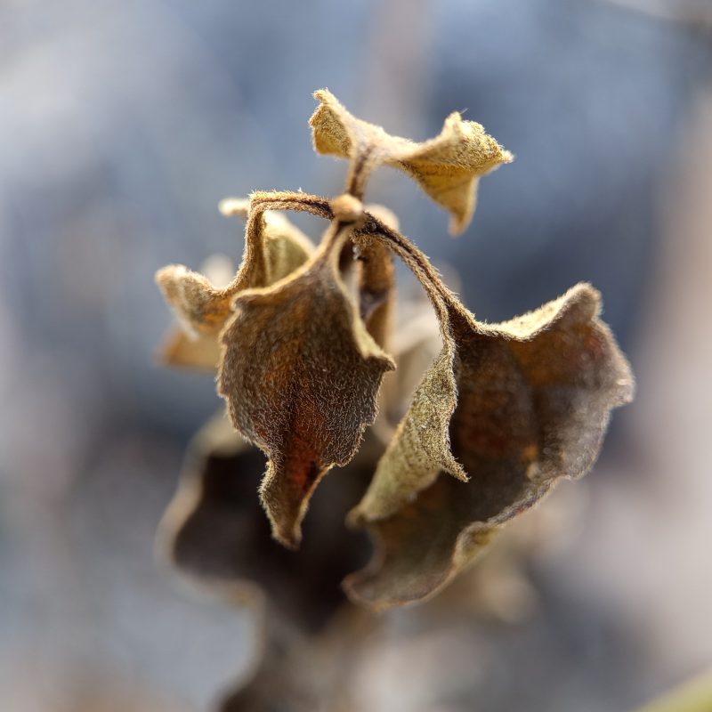 Dry, brittle leaves cling to a slender stem