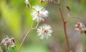Feathery wildflowers sway gently in soft breeze