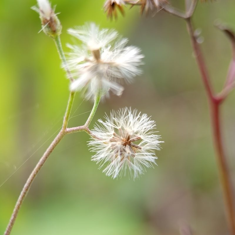 Feathery wildflowers sway gently in soft breeze