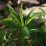 Fresh green leaves stand tall among earthy tones