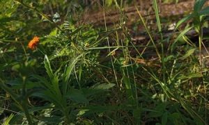Orange flower blooms amidst green grass and weeds