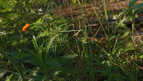 Orange flower blooms amidst green grass and weeds