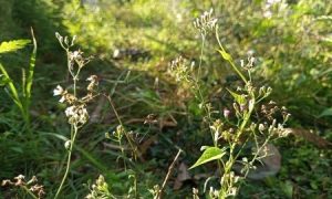 Wildflowers sway gently in sunlit meadow