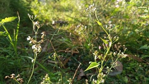 Wildflowers sway gently in sunlit meadow