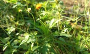 Green leaves sway in sunlight