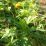 Green leaves sway in sunlight
