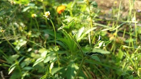 Green leaves sway in sunlight
