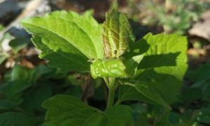 Green leafy plant grows in natural garden setting
