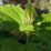 Green leafy plant grows in natural garden setting