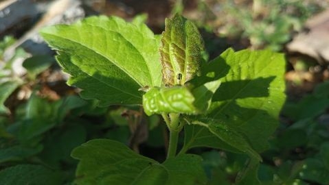 Green leafy plant grows in natural garden setting