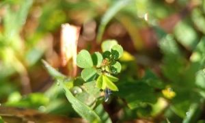 Tiny green leaves glisten with dew
