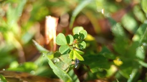 Tiny green leaves glisten with dew