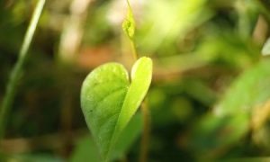 Fresh green leaf hangs from slender stem
