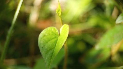Fresh green leaf hangs from slender stem